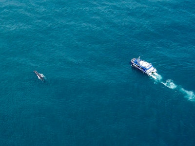 Een boot vaart naast een walvis in Kaikoura