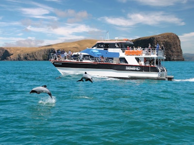 Een boot vaart richting de Akaroa Harbour en onderweg springen dolfijnen uit het water
