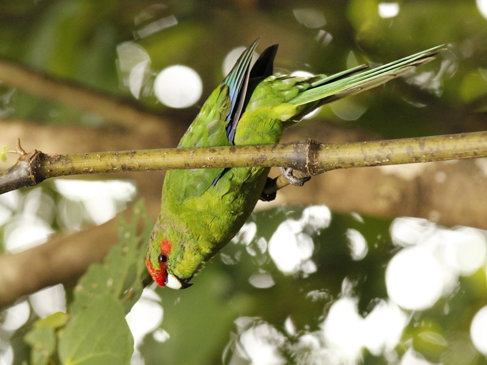 Een kleurrijke groene vogel op Kapiti Island
