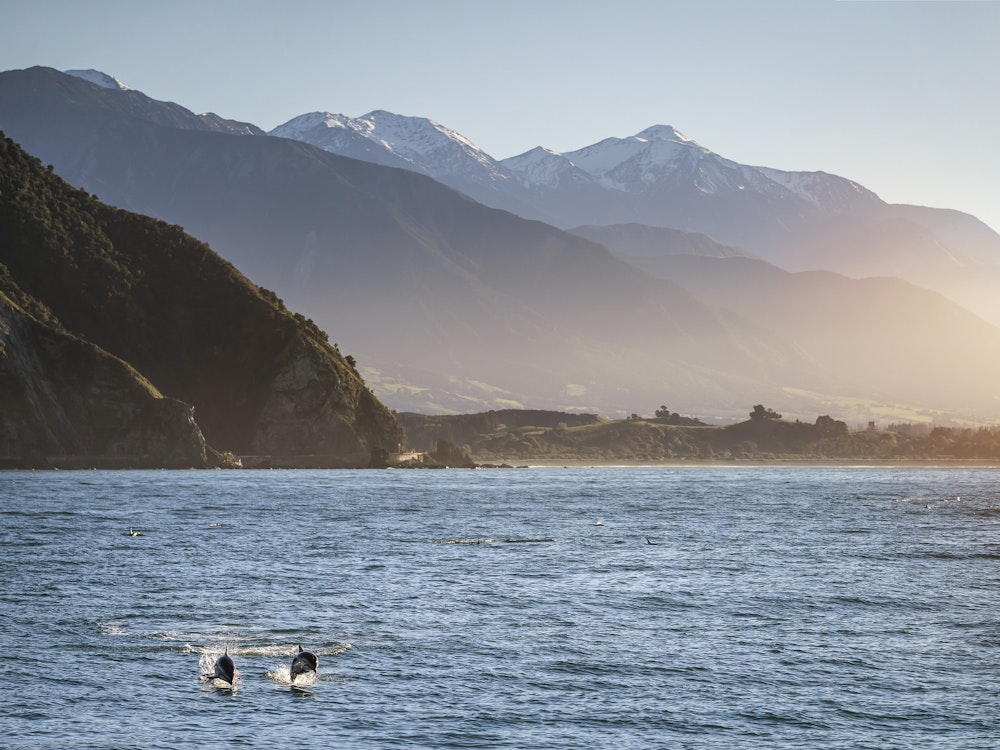 Join a boat cruise, swim with dolphins and seals or take a scenic flight in Kaikoura