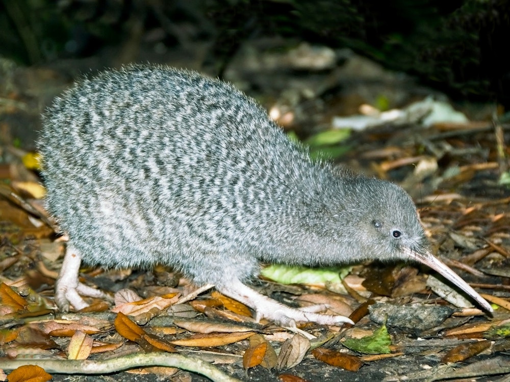 Kiwi Vogel bei Nacht