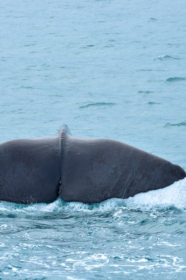 Whalewatching02