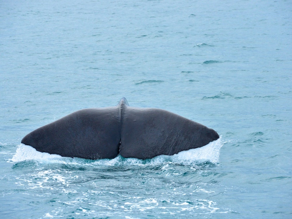 Een walvisstaart komt uit het water in Kaikoura Nieuw-Zeeland