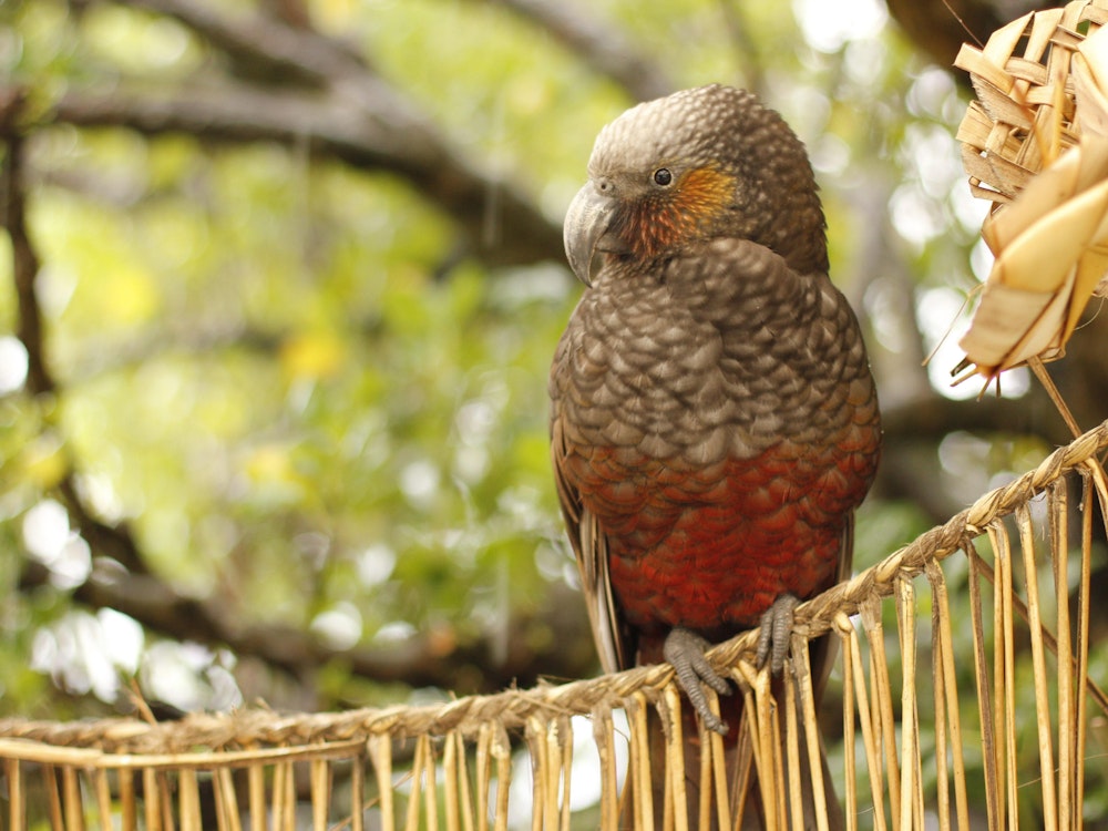 Een inheemse vogel op Kapiti Island