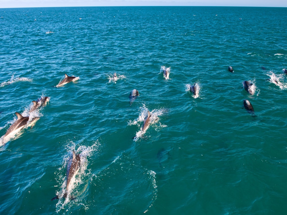 Dolfijnen in de zee bij Kaikoura in Nieuw-Zeeland.