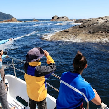Mensen op een boot spotten zeehonden in Doubtful Sound Nieuw-Zeeland