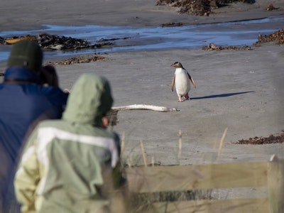 Nz otago peninsula penguin spotting people solo see and do easy going