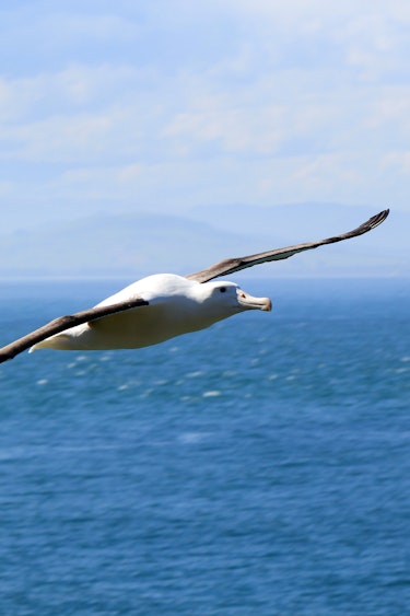 Neuseeland Südinsel Otago Peninsula Albatross im Flug
