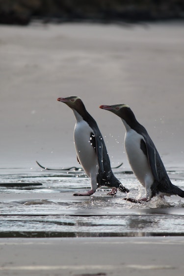 Neuseeland Otago Peninsula Pinguine