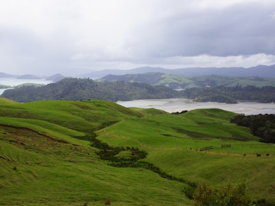 Groen landschap in Coromandel Nieuw-Zeeland