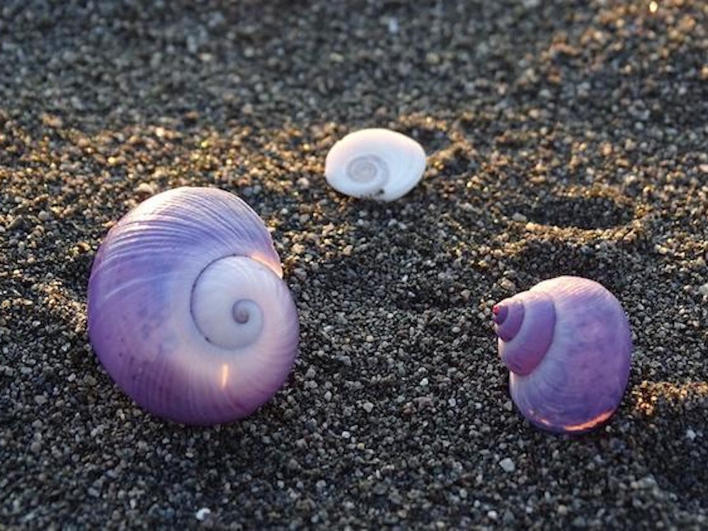 Seashells in the Far North
