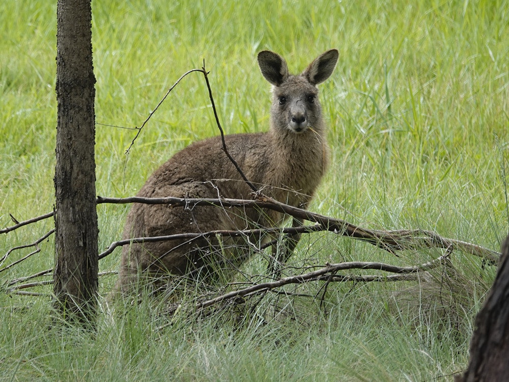 Een kangoeroe in het wild, zittend in gras en tussen bomen