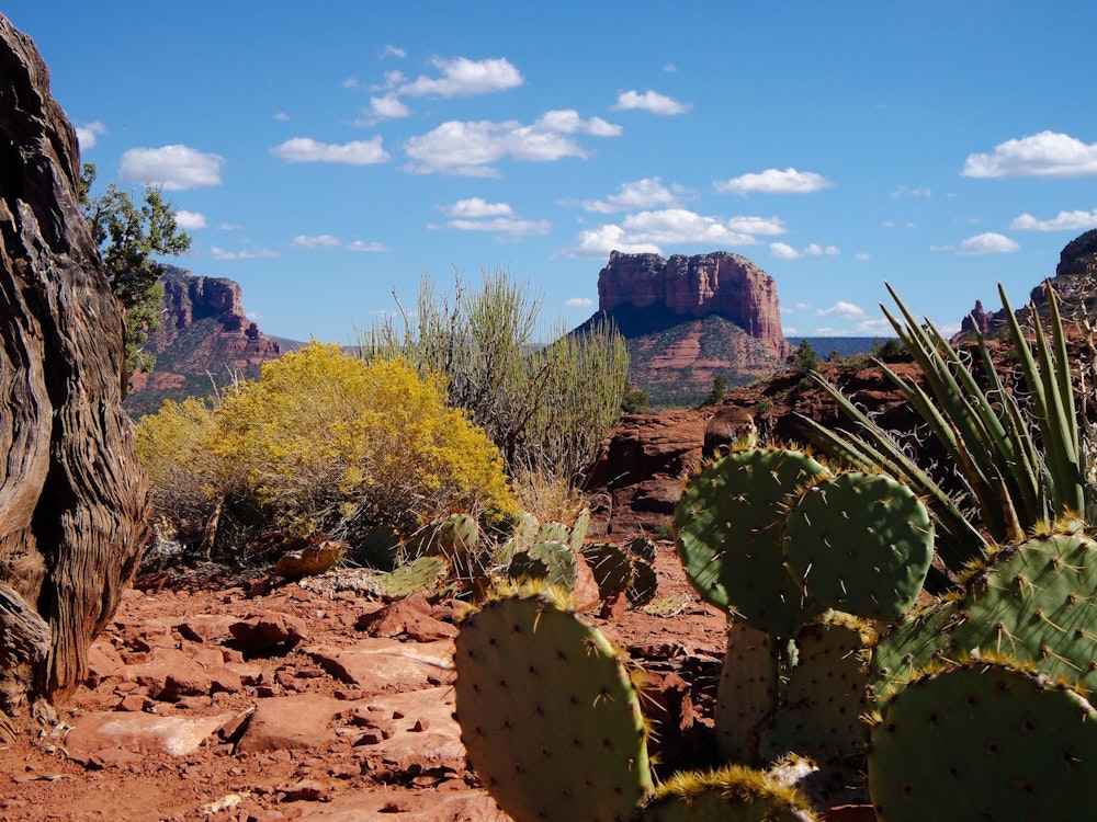 Landschaft mit roten Felsen und Kakteen in Arizona