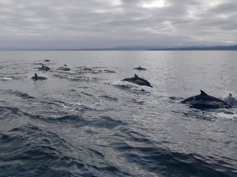 Eine Gruppe Delfine springt durchs Wasser der Bugwelle