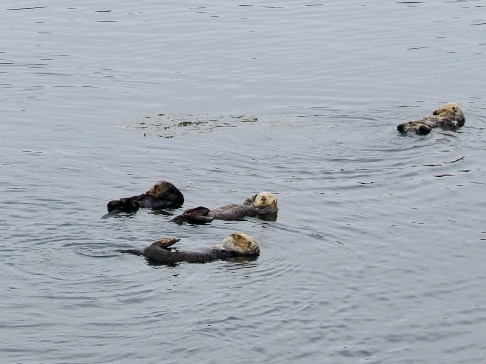 Vier Seeotter schwimmen im Meer im Hafen von Morro Bay.